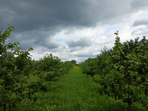 Sprzedaż Działka Osówko, pow. białogardzki