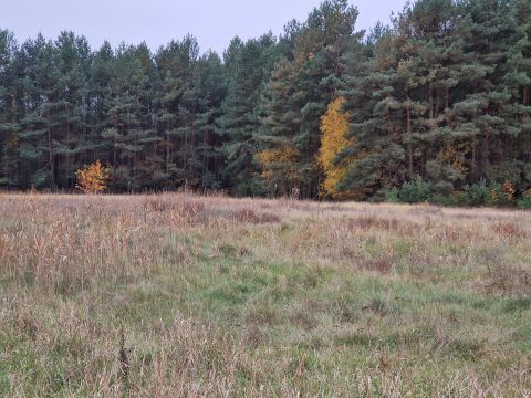 Sprzedaż Działka Cegielnik, pow. toruński